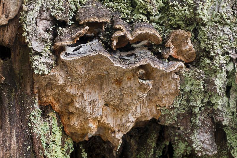 Phellinus chrysoloma